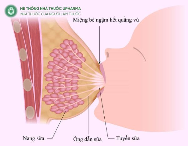  Sữa mẹ được hình thành cụ thể như thế nào